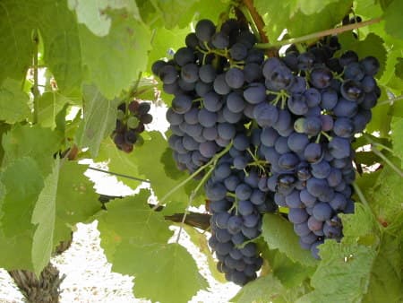 DOMAINE SAINT GEORGES LES CARDINELLES — paysage du domaine
