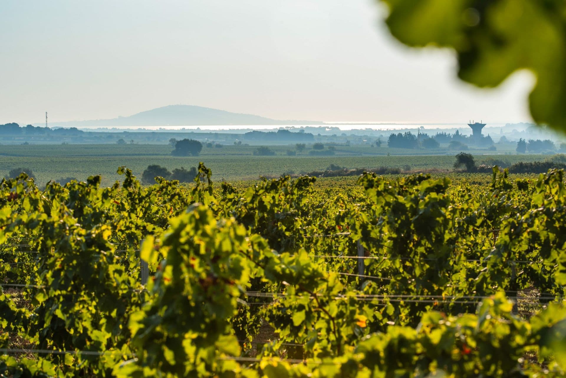 FLORES — paysage du domaine