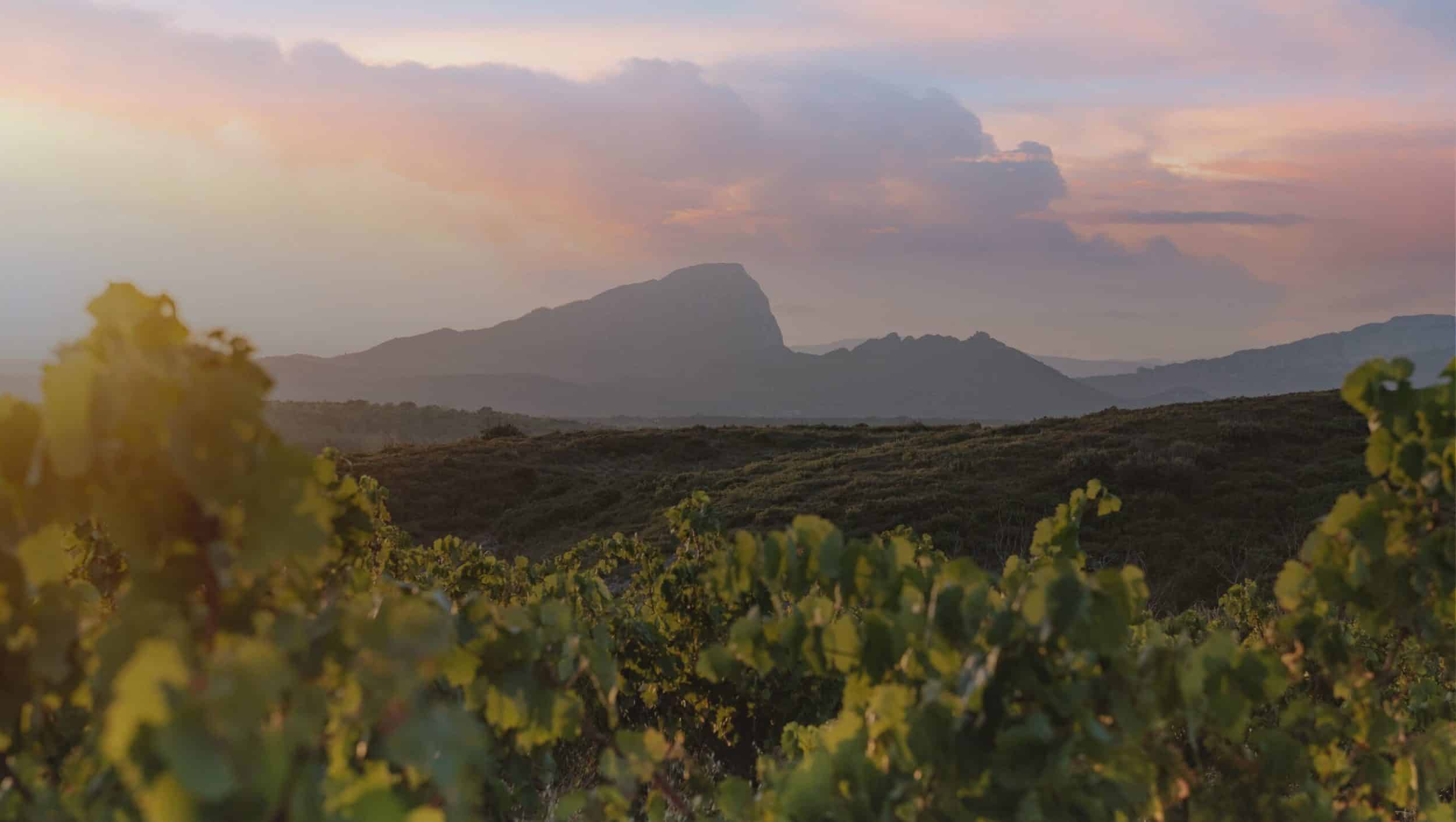DOMAINE DE LA TRIBALLE — paysage du domaine