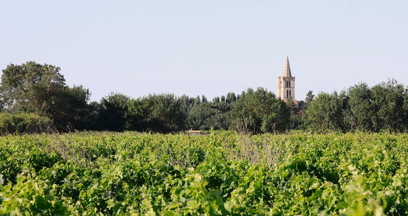 LES VIGNERONS DE SERIGNAN — paysage du domaine
