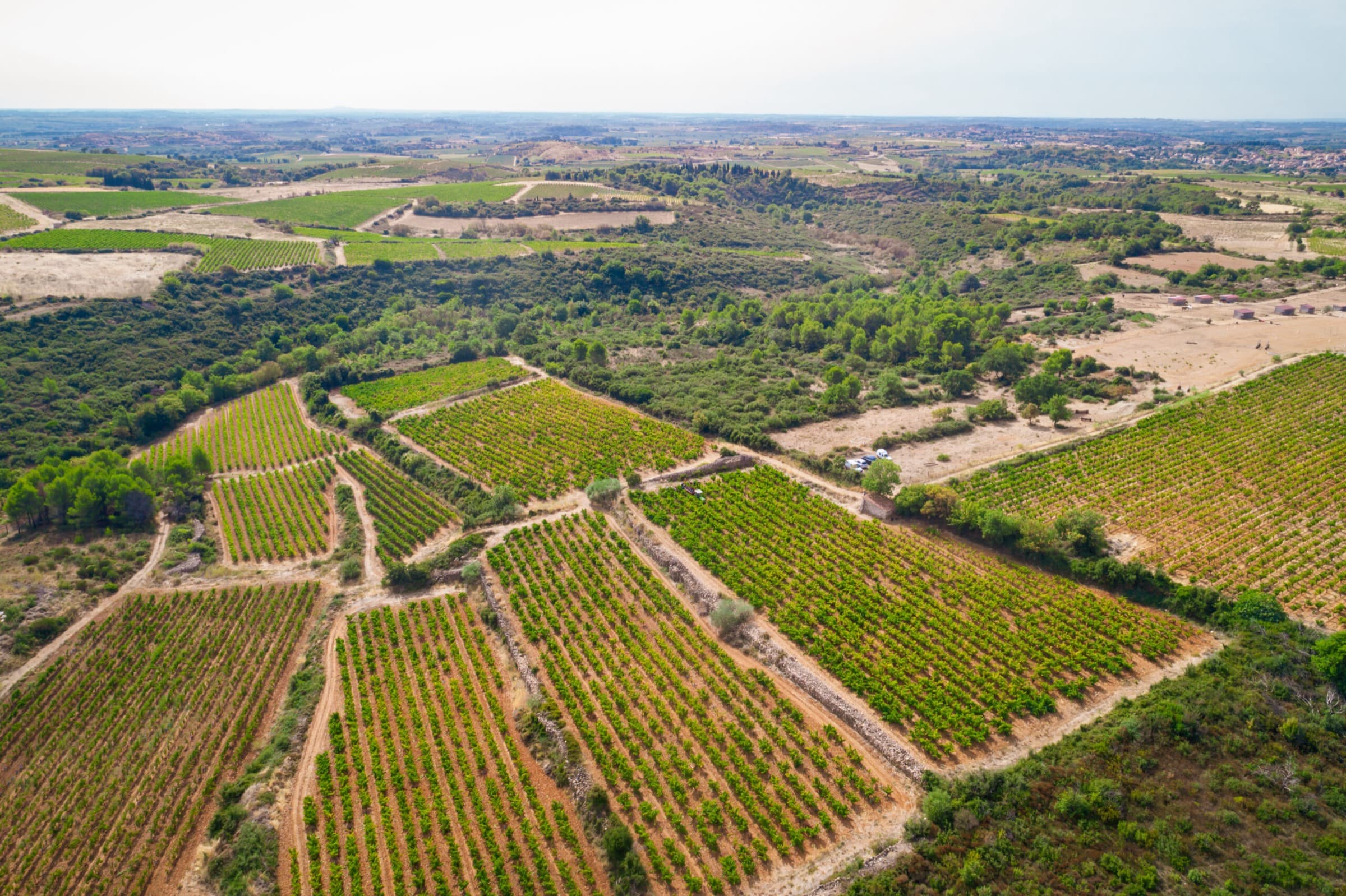 Rangs de vigne dans l'Hérault